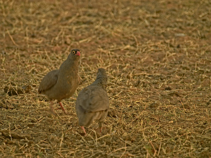 Guinea fowl, Waterberg